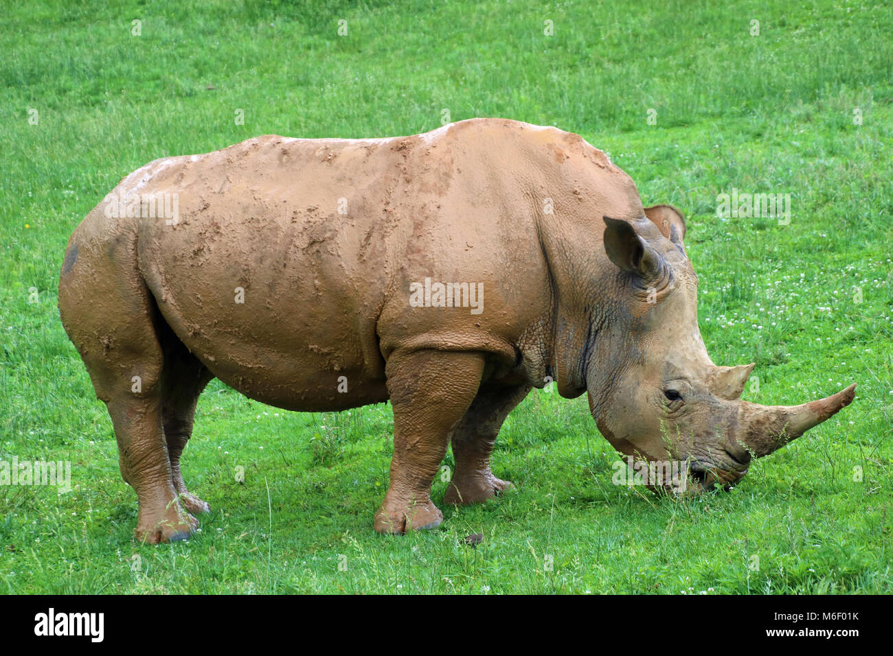 Les rhinocéros au Zoo de Caroline du Nord Banque D'Images