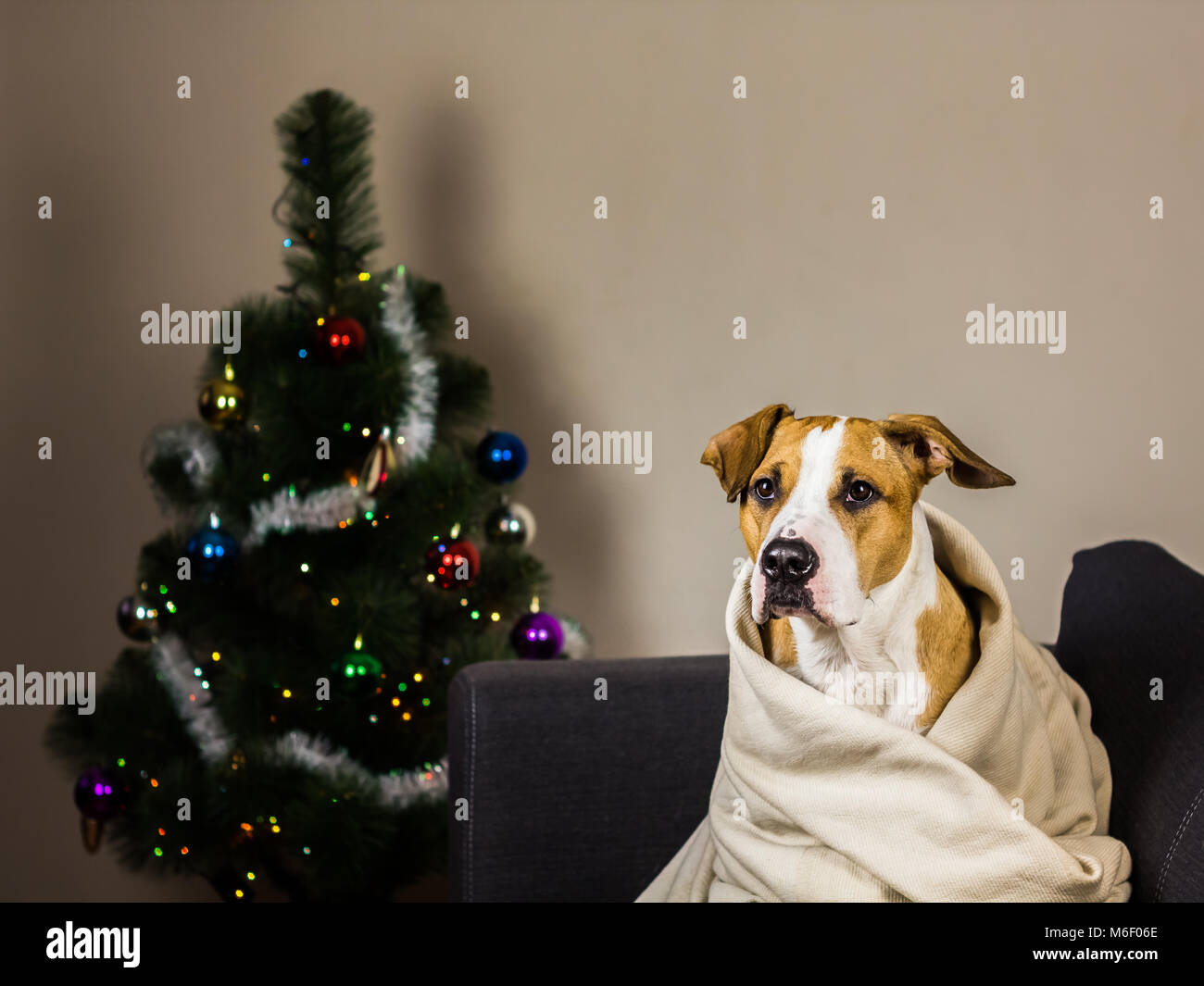 Chiot sur table en couverture jeter en face de l'arbre de la fourrure Banque D'Images Chiot sur table en couverture jeter en face de l'arbre de la fourrure Banque D'Images