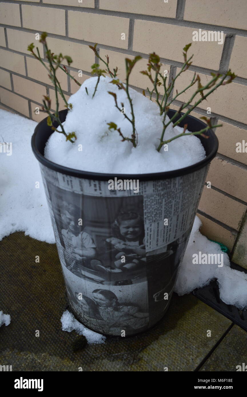 Une plante en pot couvert de neige avec un peu de branches qui sort Banque D'Images