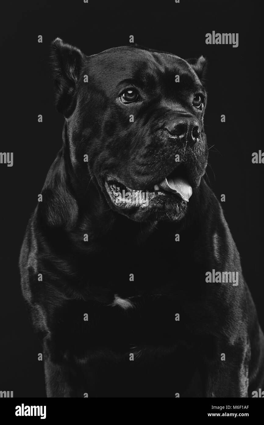 Belle cane corso chien Banque D'Images