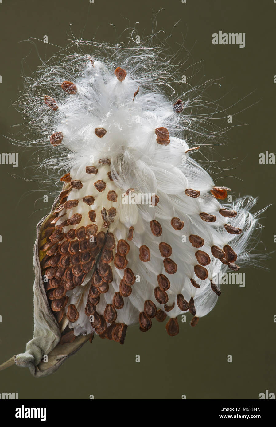 Les gousses d'Asclépiade commune (Asclepias syriaca), gousse bursted ouvert, E USA, par aller Moody/Dembinsky Assoc Photo Banque D'Images