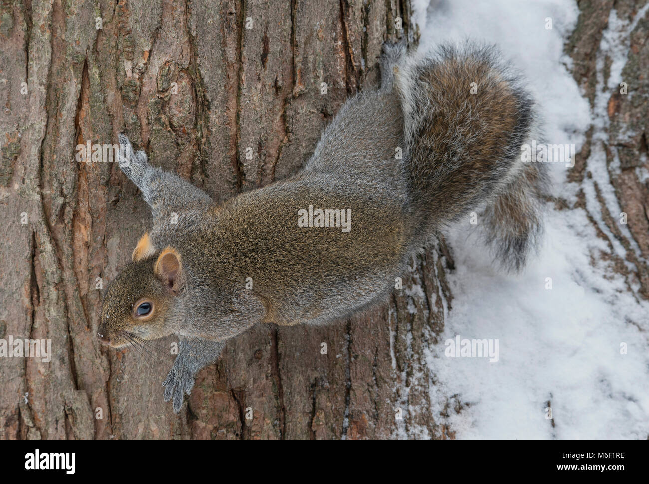 L'Écureuil gris (Sciurus carolinensis), Hiver, Michigan USA par Skip Moody/Dembinsky Assoc Photo Banque D'Images