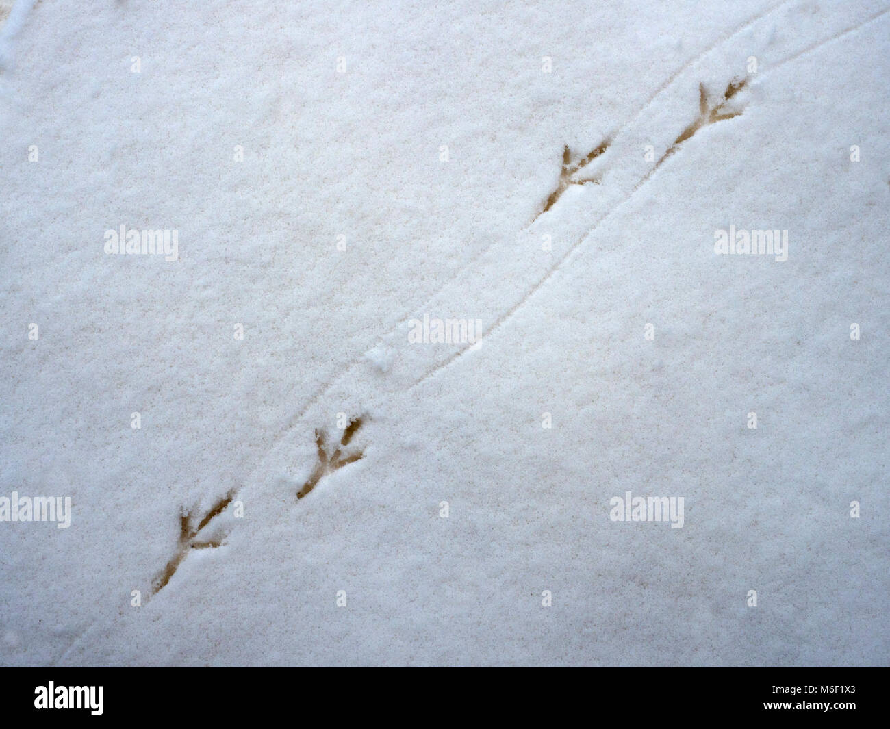 Blackbird Turdus merula pistes dans la neige Banque D'Images