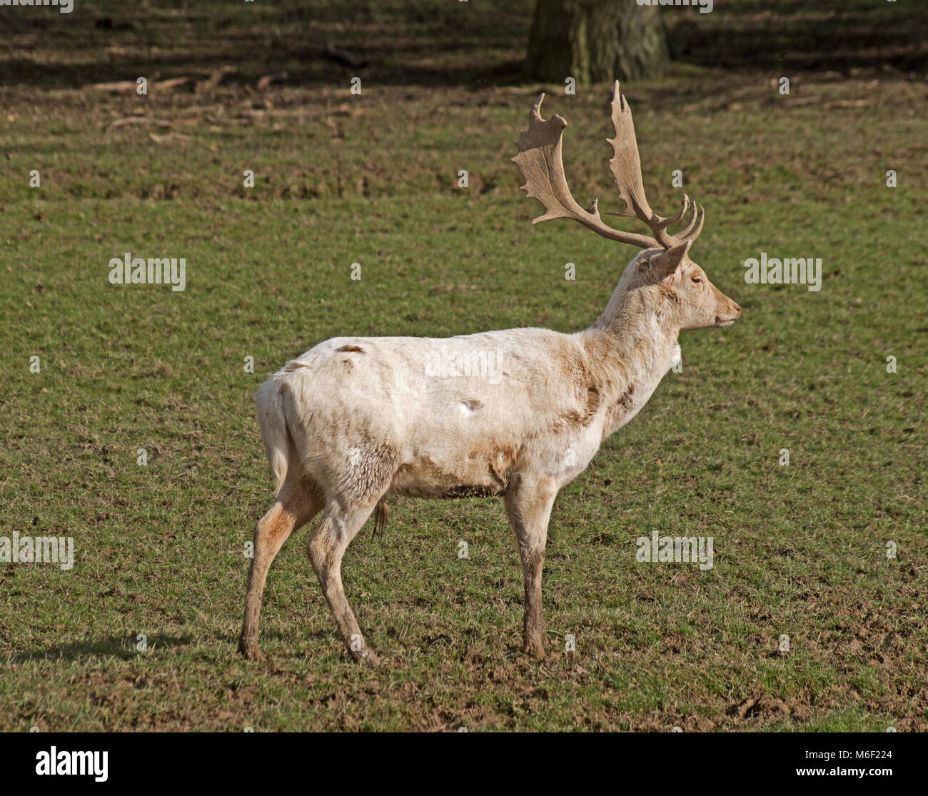 Daims Cervus dama Banque D'Images