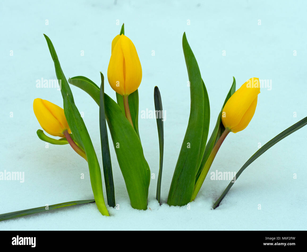 Tulipes jaunes émergeant de la neige prolongée Printemps Norfolk UK Banque D'Images