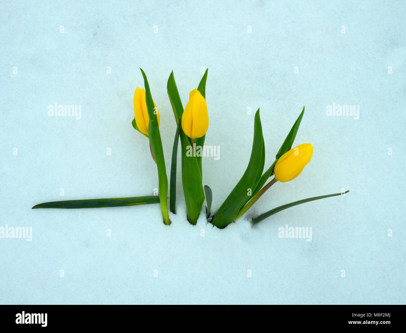 Tulipes jaunes émergeant de la neige prolongée Printemps Norfolk UK Banque D'Images