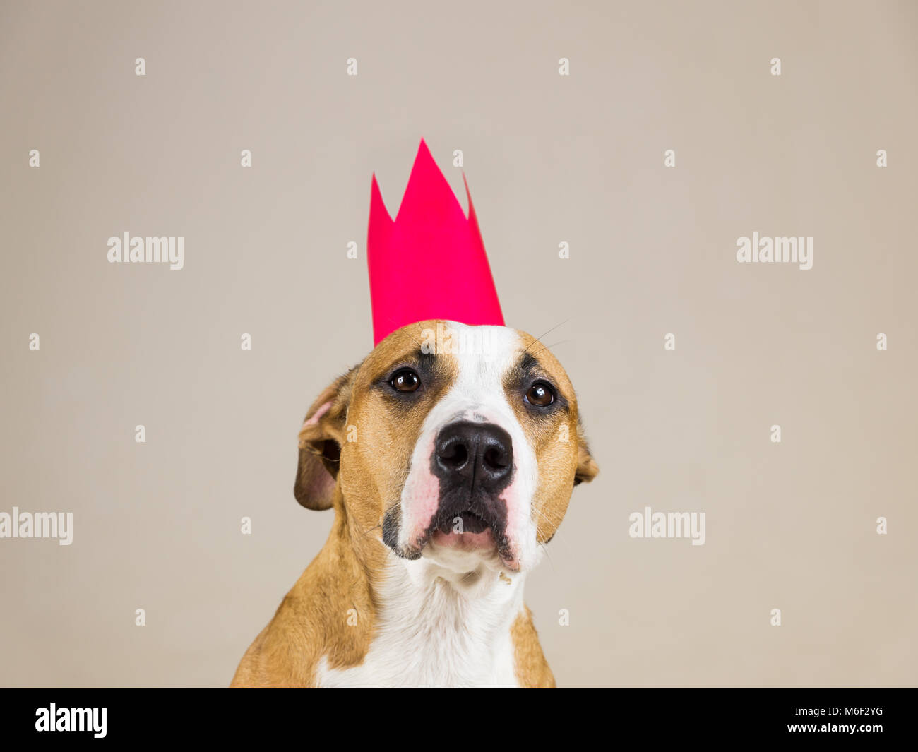 Staffordshire terrier sérieux et drôle avec couronne papier posant dans l'arrière-plan minimaliste. Studio shot of young pitbull habillé pour la famille à l'intérieur Banque D'Images