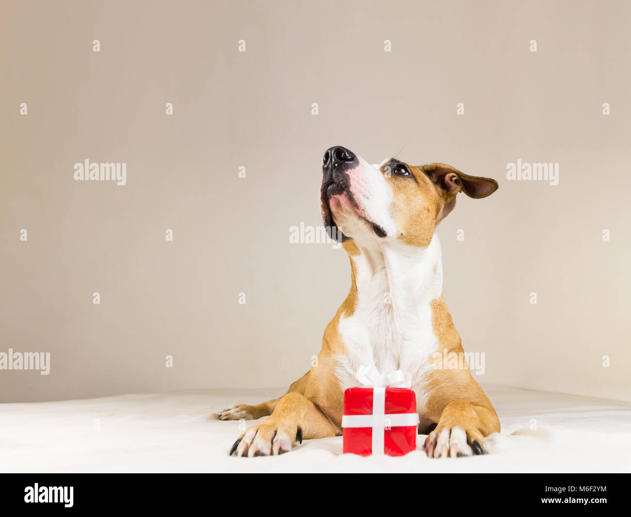 Chiot pitbull Funny sur table avec peu présent rouge. Jeune chien posant dans l'intérieur et l'arrière-plan neutre jusqu'à la avec un tout petit mignon Banque D'Images