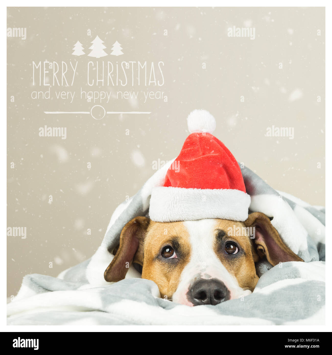 Joyeux Noël carte postale avec funny puppy à Santa Claus hat Banque D'Images