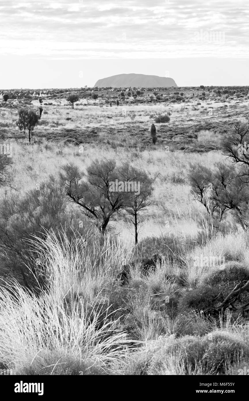 En Australie le concept d'environnement sauvage dans le paysage outback Banque D'Images
