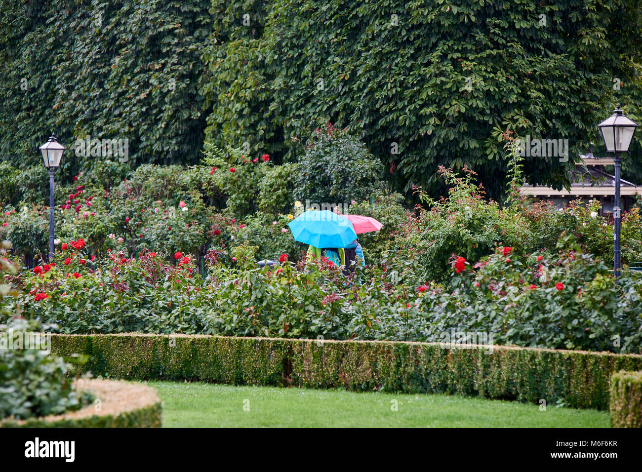 Touristes sous parasols colorés sur un jour d'été pluvieux dans la Vienne Volksgarten Banque D'Images