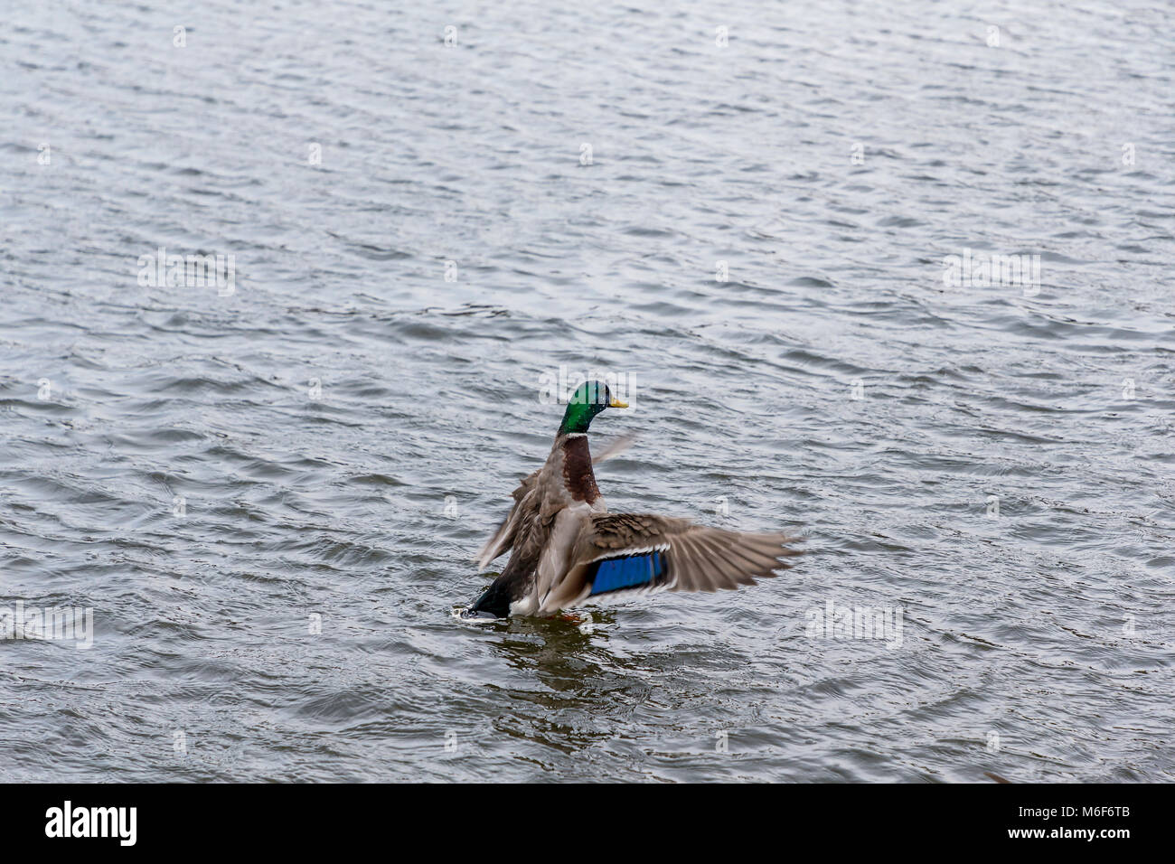 Un Canard colvert mâle bat des ailes et s'élève hors de l'eau sur l'Ackers Fosse, Stockton Heath, Cheshire, Angleterre, Royaume-Uni au début du printemps 2018 Banque D'Images