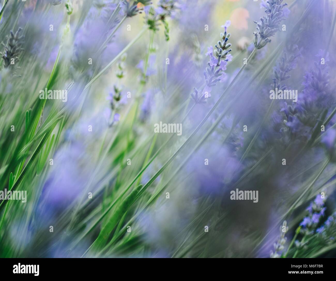 Belle Lavande pourpre dans le jardin d'été Banque D'Images