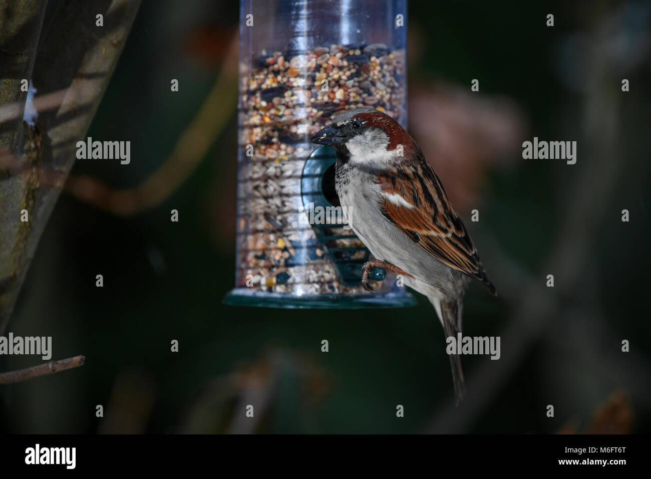 Un gros plan d'un seul moineau perché sur un convoyeur d'alimentation jardin semences mélangées à des semences visible en bec. Banque D'Images