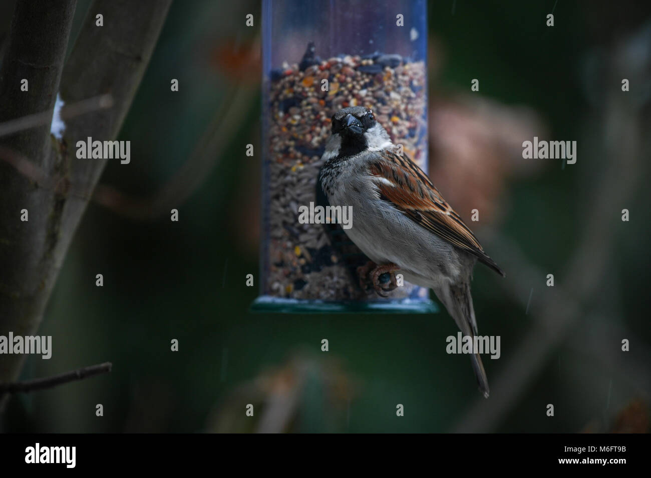 Un gros plan d'un seul moineau perché sur un convoyeur d'alimentation jardin semences mélangées à des semences visible en bec. Banque D'Images