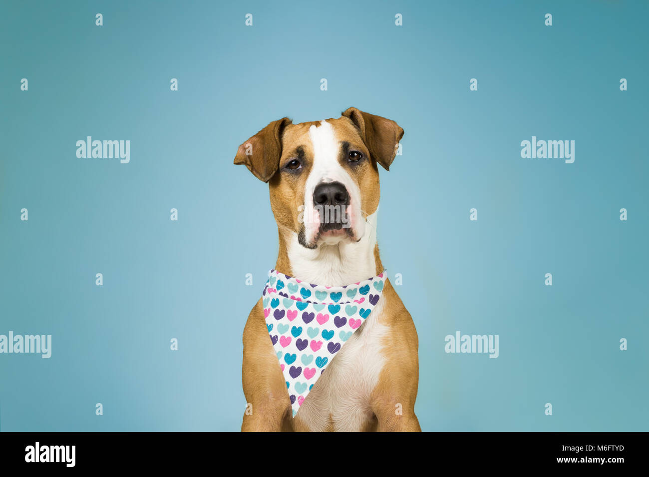Staffordshire terrier mignon chien dans bandana avec le coeur. Jeune chiot pitbull se trouve dans backgraund colorés bleu clair qui pose pour la Saint-Valentin Banque D'Images