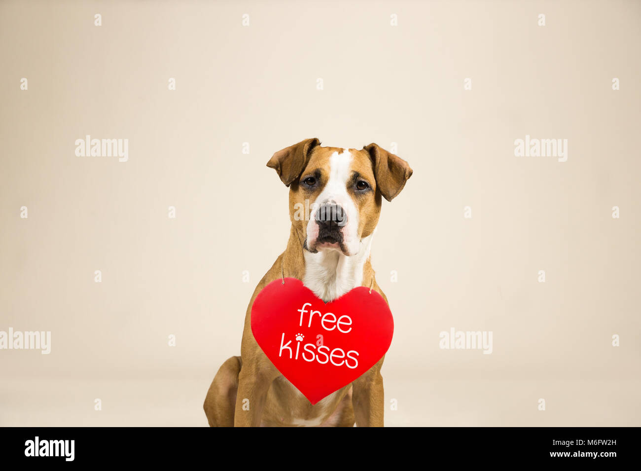 Staffordshire terrier puppy pose en studio avec fond saint-valentin signe sur les épaules. Banque D'Images