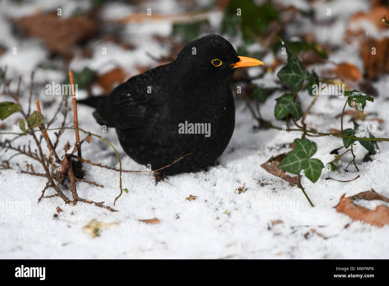 Un gros plan d'un homme adulte Merle noir sur un sol couvert de neige mélangé avec de la végétation en Angleterre. Banque D'Images
