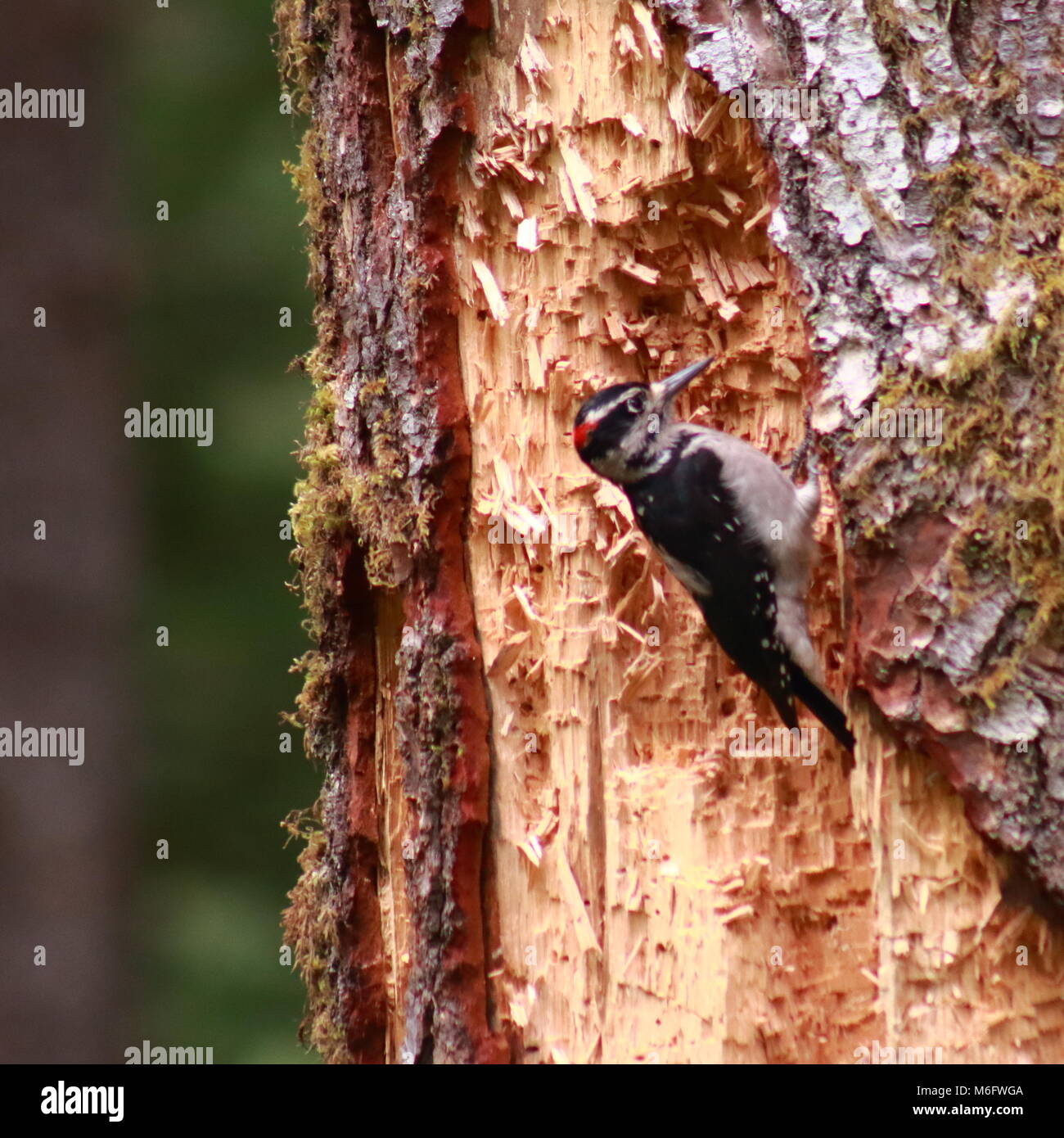 Woodpecker assis dans un arbre Banque D'Images