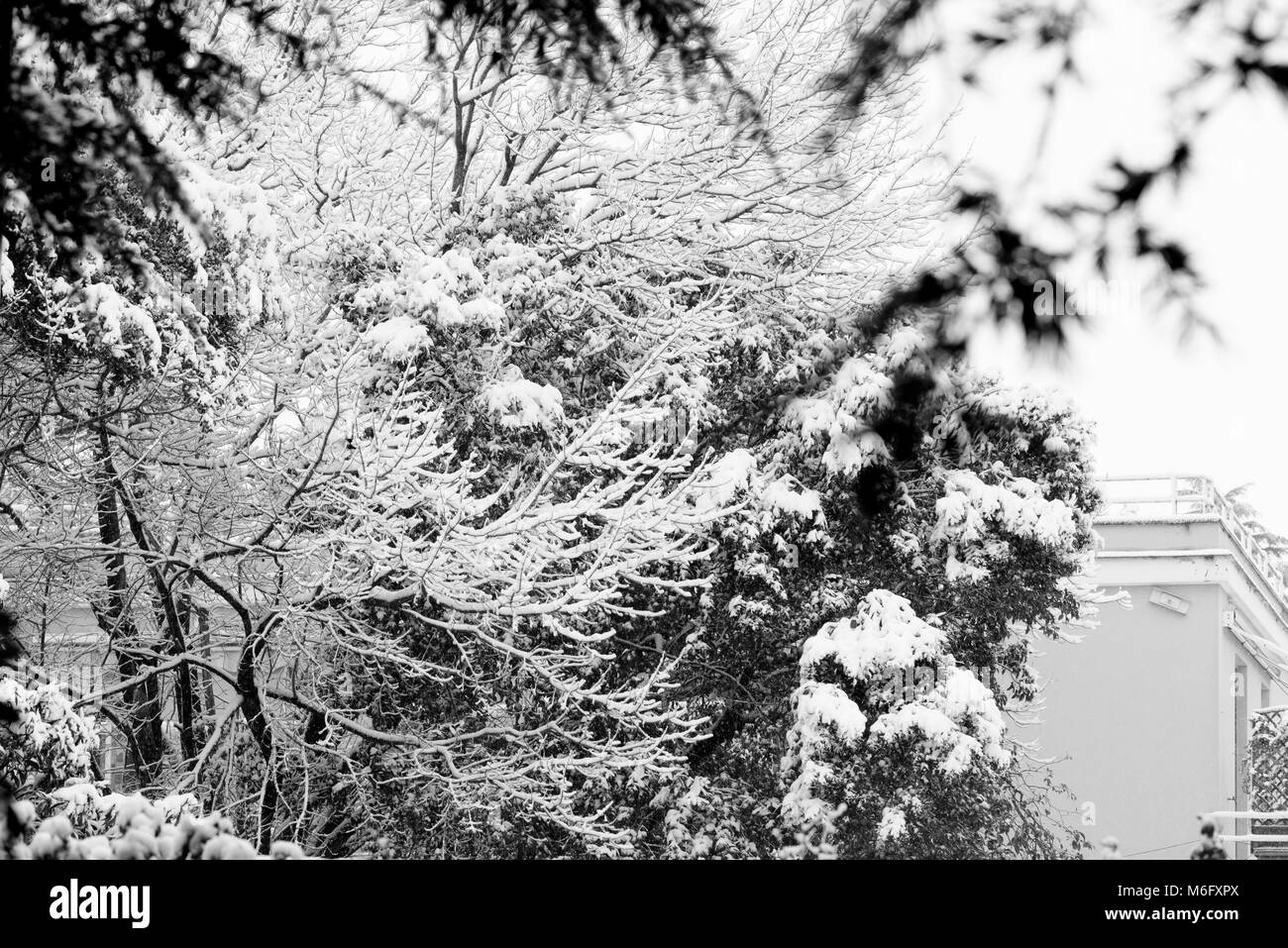 Le givre et la neige, dans une journée d'hiver, noir et blanc Banque D'Images