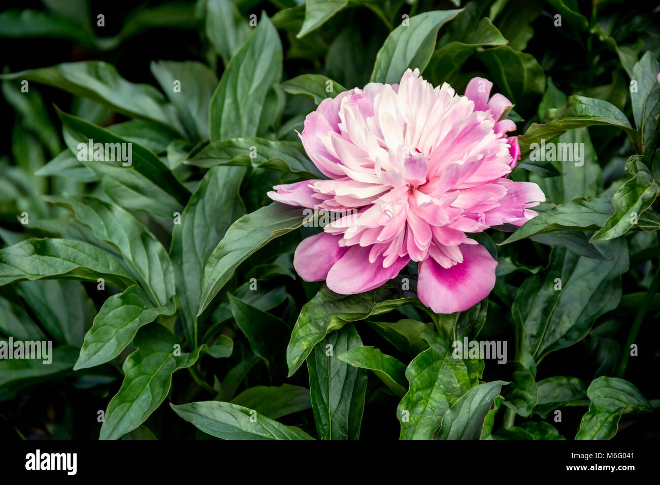 Belle Rose parfum frais pivoines sur buissons verts dans un jardin Banque D'Images