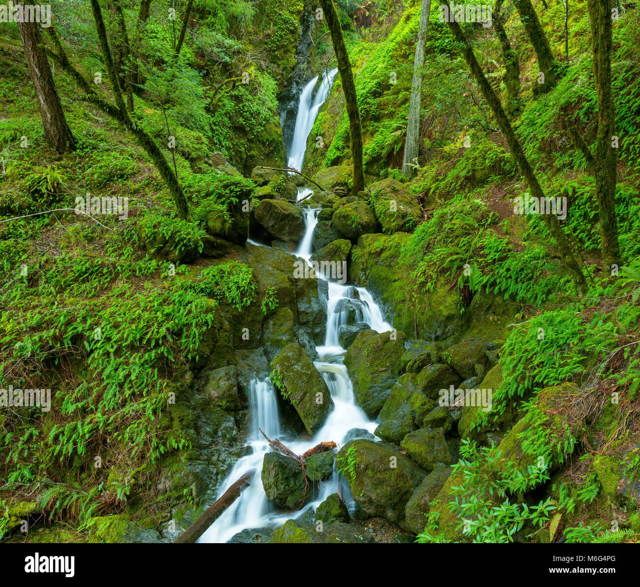 Lower Falls, Cataract Creek, le Mont Tamalpais, comté de Marin, en Californie Banque D'Images