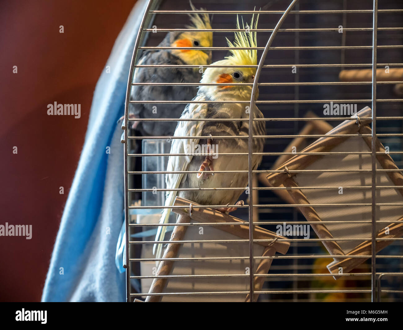 Vue rapprochée du portrait deux perroquets en cage. Banque D'Images