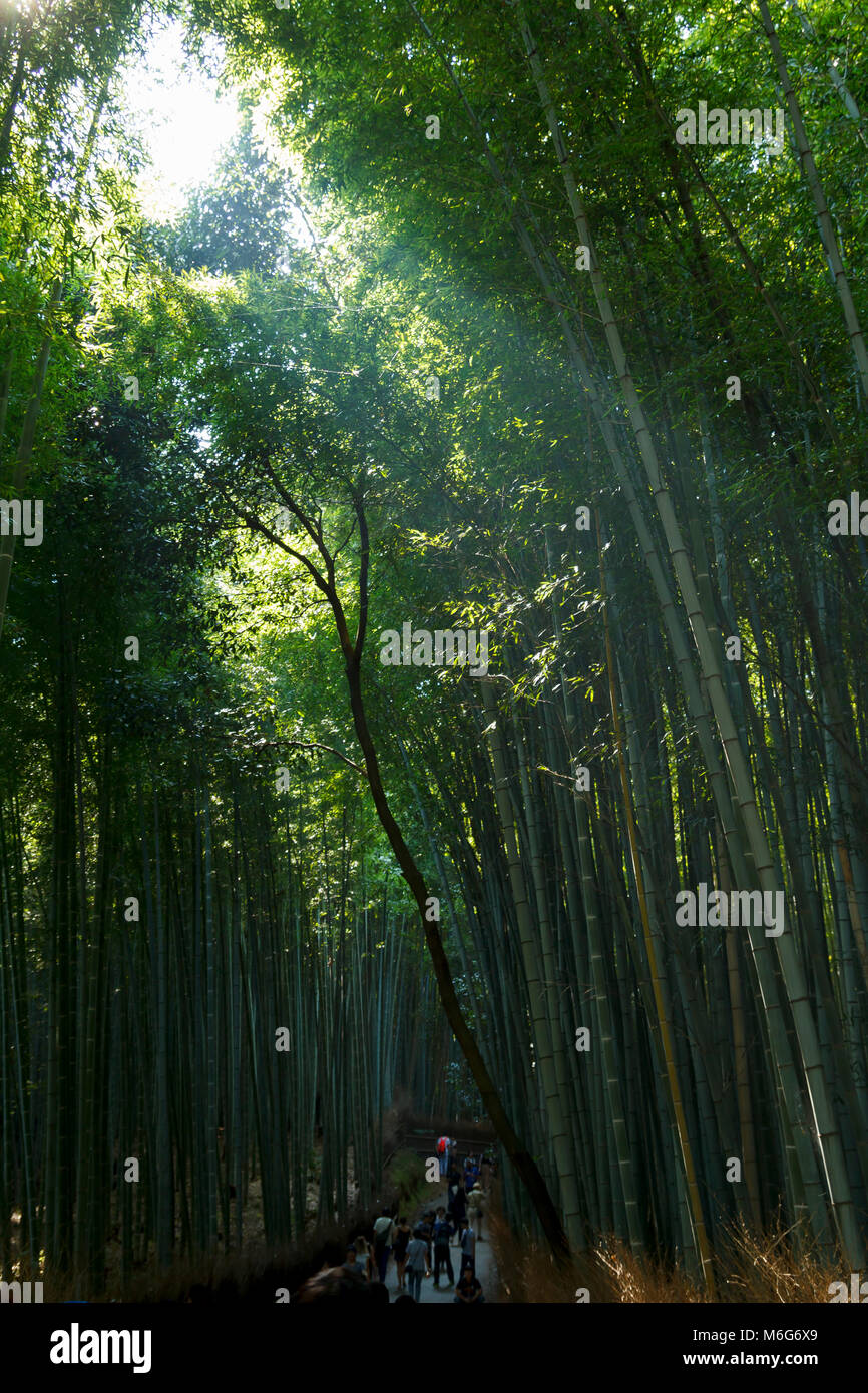 Les visiteurs et la marche à pied à la forêt de bambous à Arashiyama, à Kyoto, Japon Banque D'Images