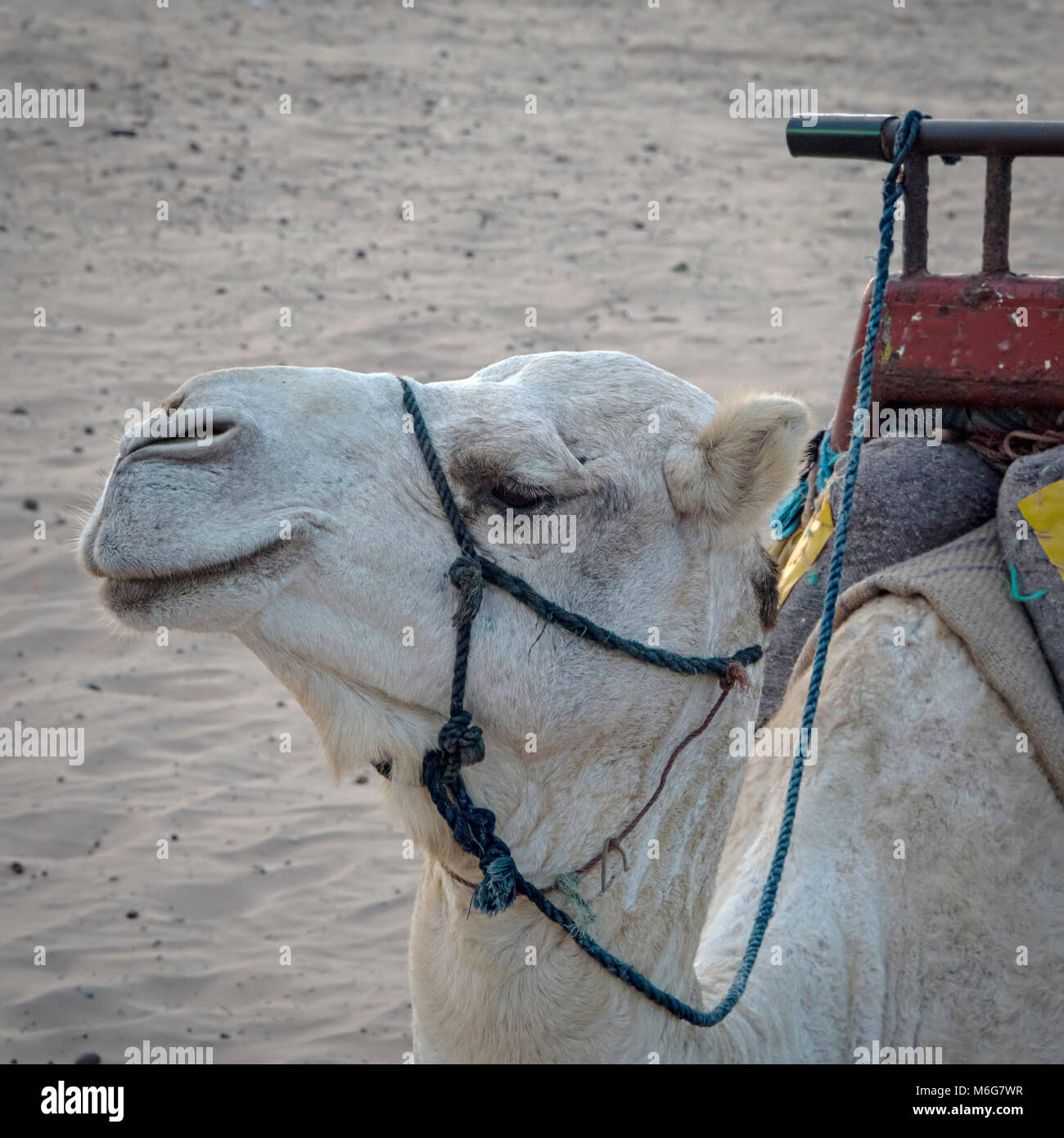 Essaouira, Maroc - Septembre 2017 : Essaouria, Maroc - Septembre 2017 : chameau blanc à la plage Banque D'Images