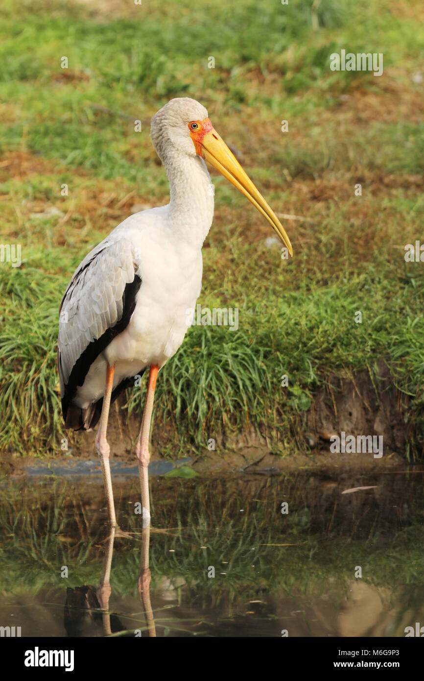 Yellow-billed stork - Mycteria ibis - pataugeant dans l'eau Banque D'Images