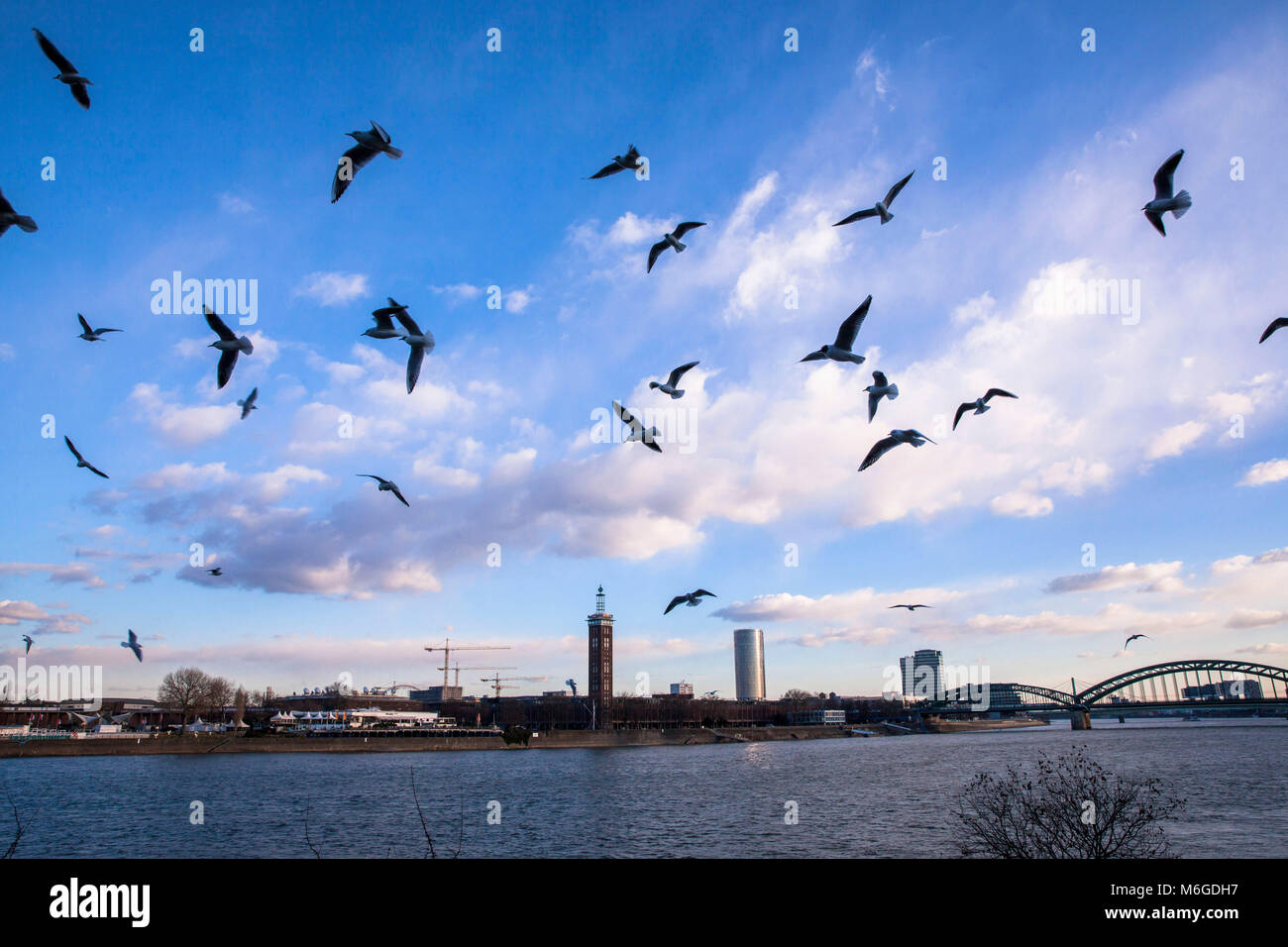 Allemagne, Cologne, goélands, vue sur le Rhin à la vieille tour du centre des expositions et de la tour Triangle de Cologne dans le quartier de Deutz. Banque D'Images