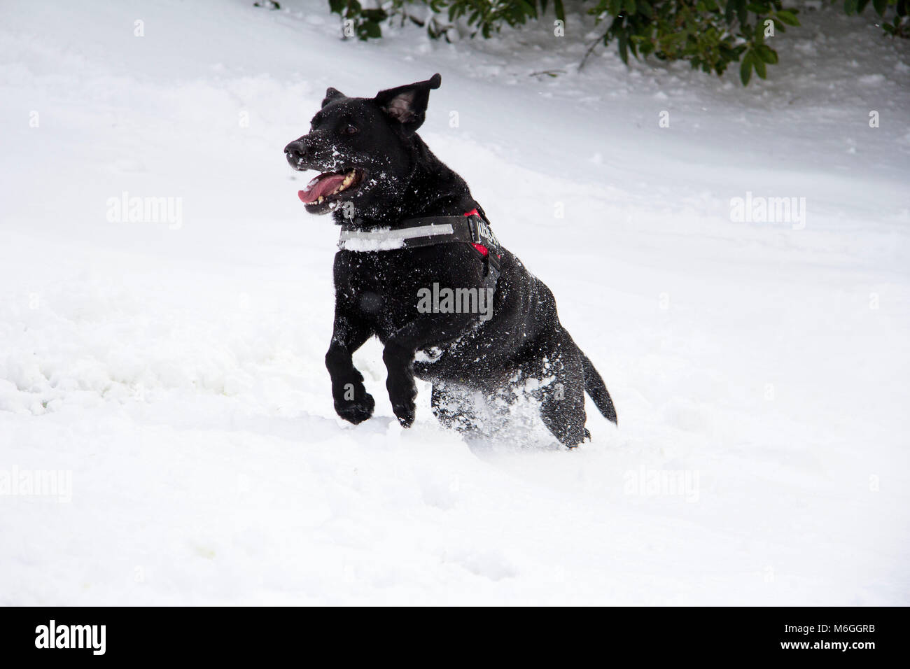 Chien Labrador noir courir, sauter et jouer dans la neige à partir de la bête de l'est l'orage dans les motifs de l'Université de Glasgow, Glasgow, Ecosse Banque D'Images