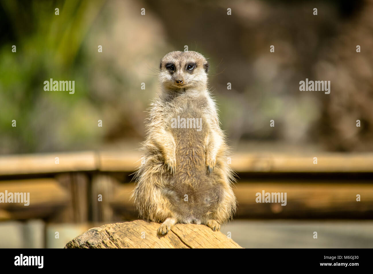 Un mignon Meerkat sur watch protéger la famille Banque D'Images