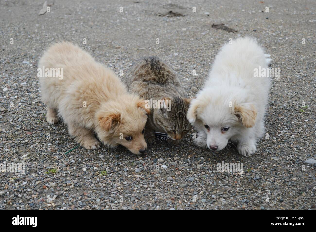 Deux petits chiots de différentes couleurs et un chat Banque D'Images