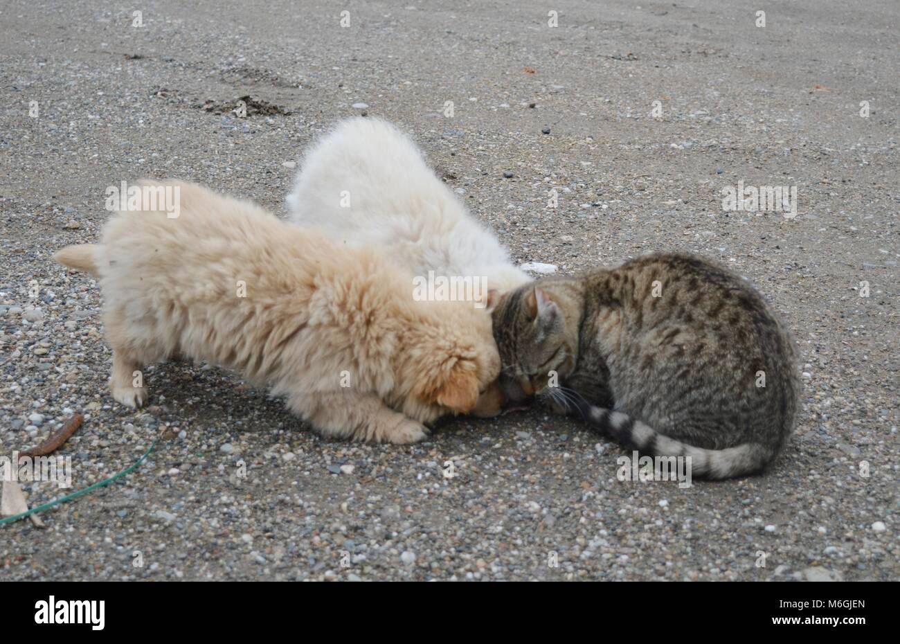 Deux petits chiots de différentes couleurs et un chat Banque D'Images