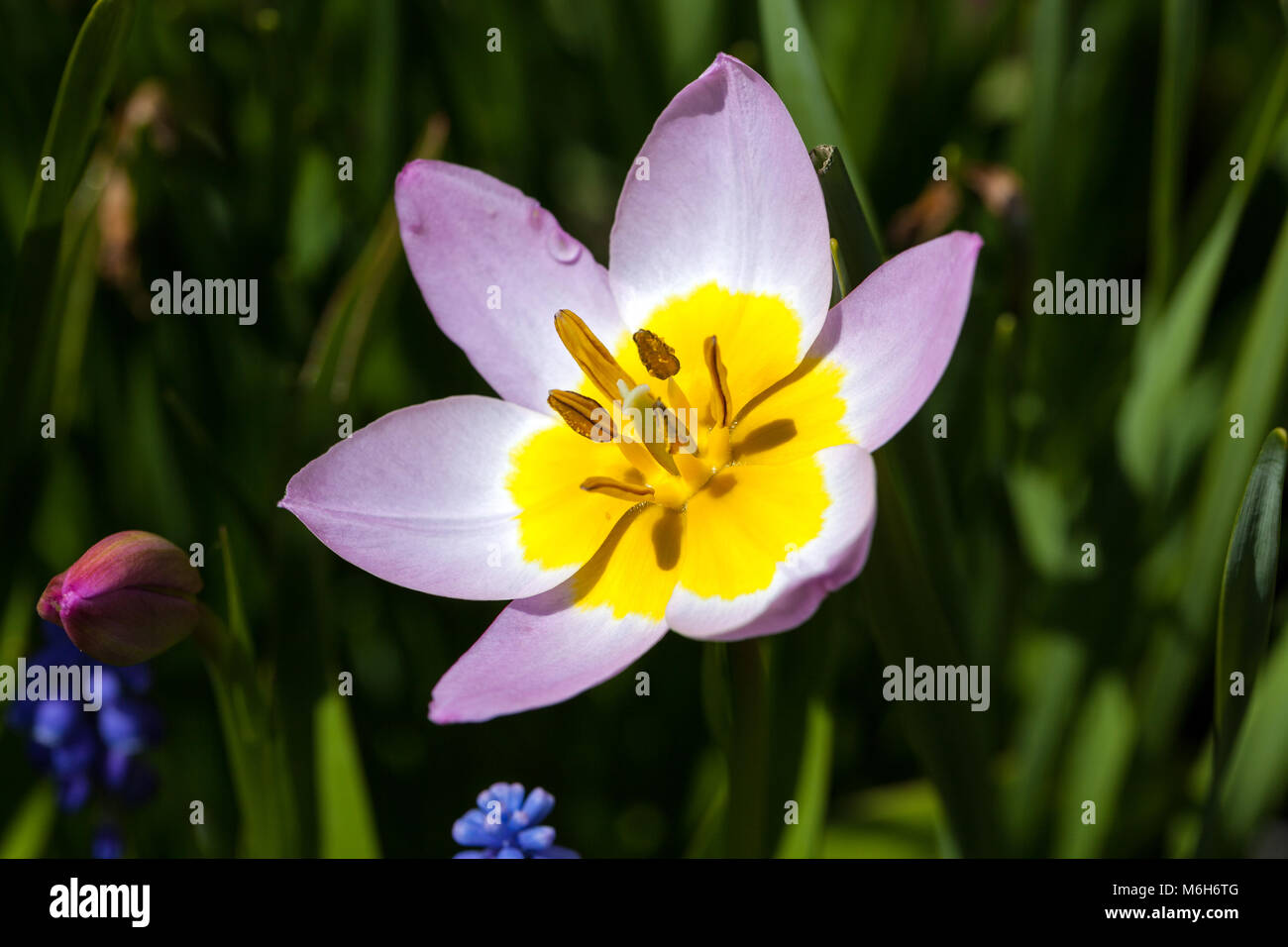 'Lilac Wonder' Botanical tulip, Kretatulpan (Tulipa saxatilis) Banque D'Images