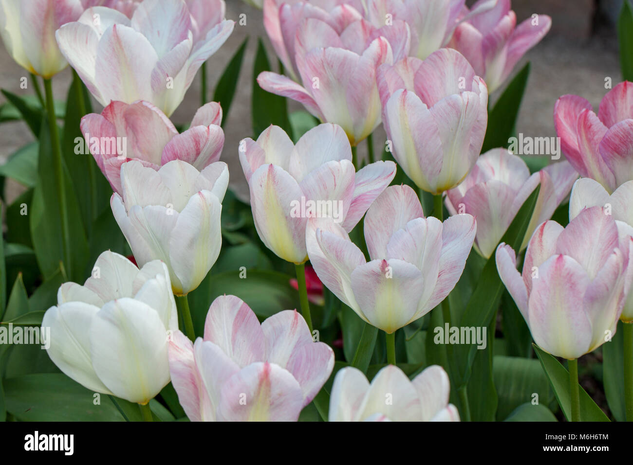 'Flaming Purissima' Fosteriana Tulip, Kejsartulpan (Tulipa fosteriana-hybride ) Banque D'Images