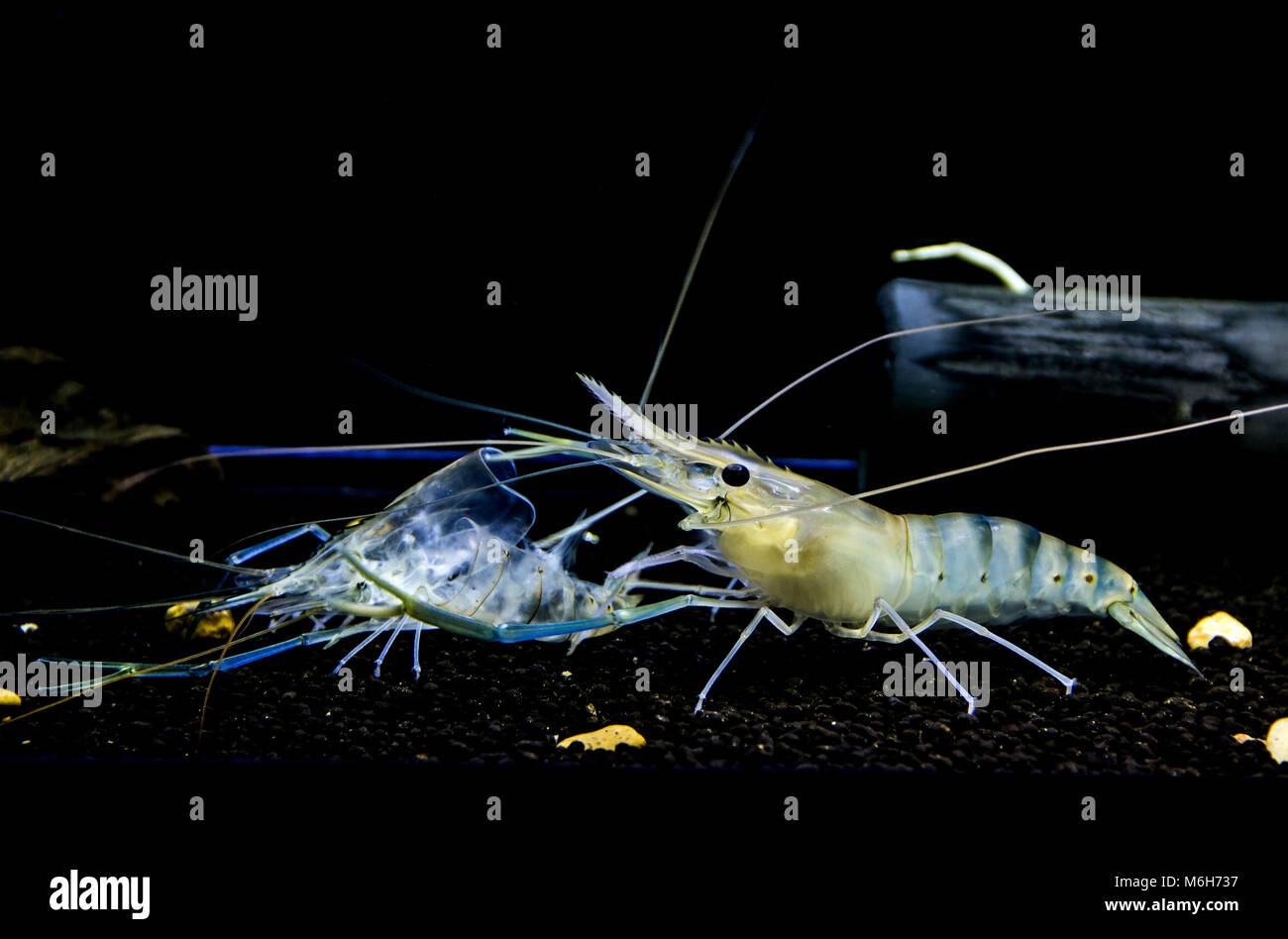 Crevette d'géant ( Macrobrachium rosenbergii ) jeunes crevettes muent. Royaume Animalia Phylum Arthropoda , , Classe Malacostracés Banque D'Images