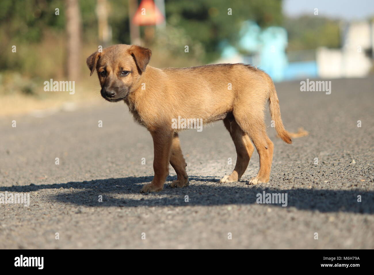 Chien De Rue Avec Vue Imprenable Face Nous Pouvons Dire De
