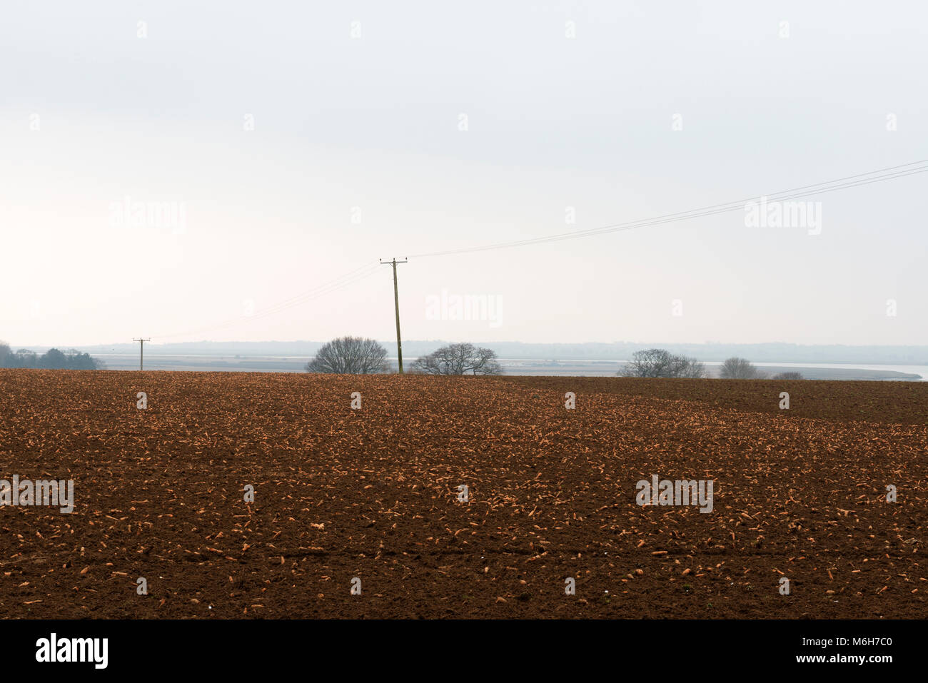 Les carottes dans le champ gauche, Waldringfield, Suffolk, UK. Banque D'Images