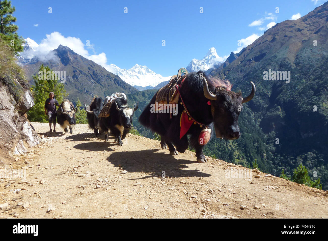 Photo de yaks arbre sur la piste, Namche Bazar, Camp de base de l'Everest trek, au Népal Banque D'Images