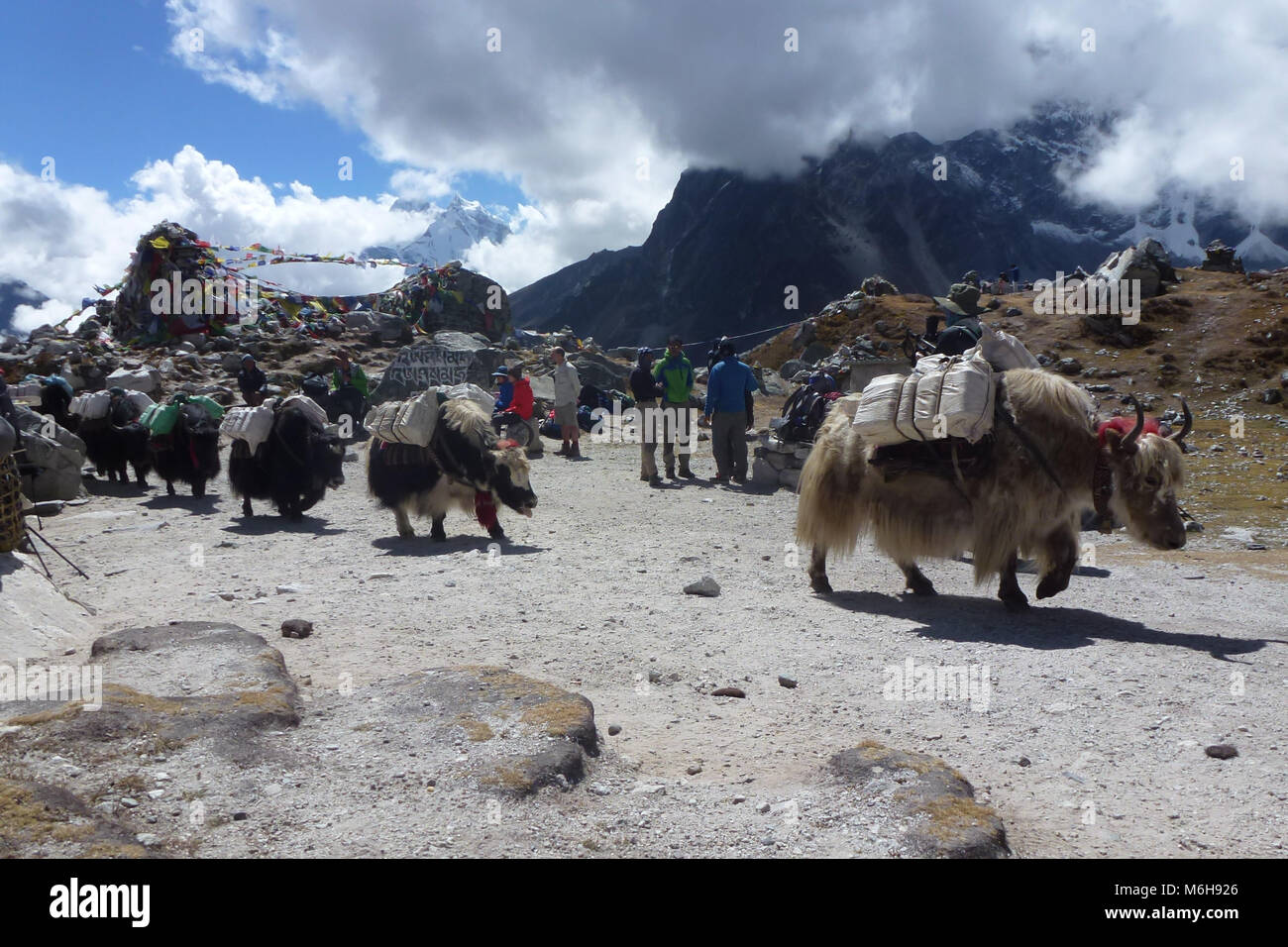Un groupe de yacks sur Thokla pass, Camp de base de l'Everest trek, au Népal Banque D'Images