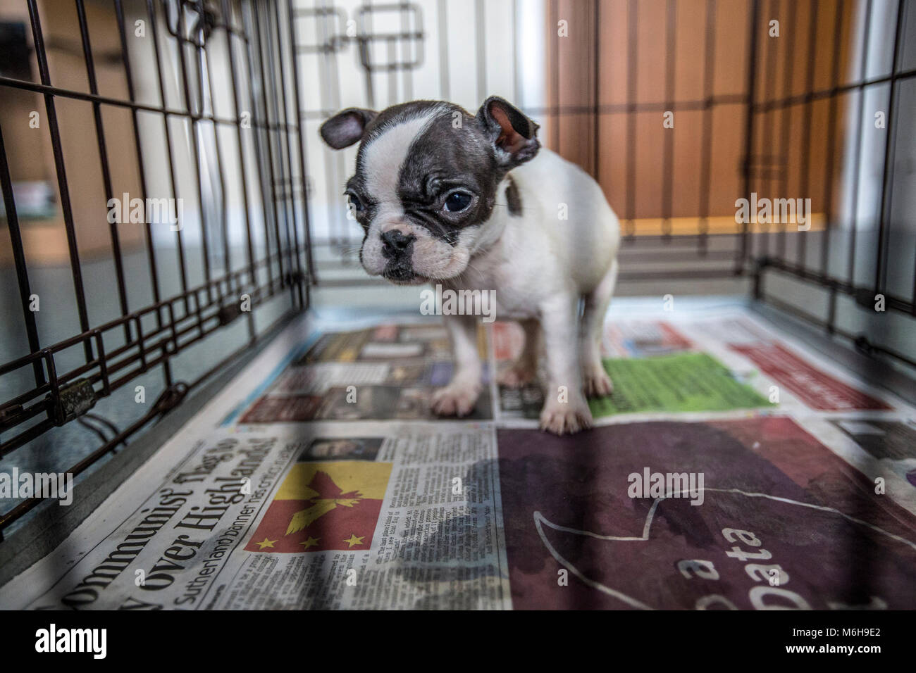 Chiots bulldog français secourus Banque D'Images