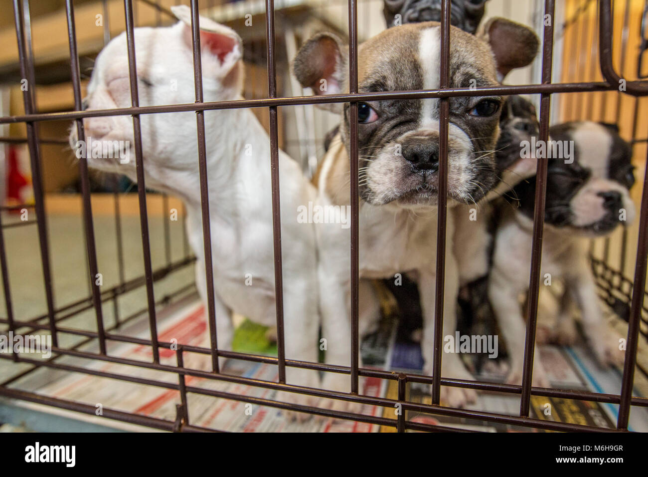 Chiots bulldog français secourus Banque D'Images