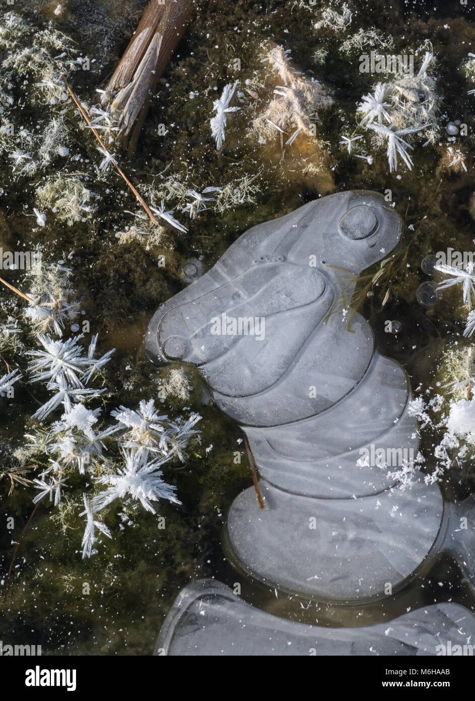 Poches d'air sont piégées sous glace claire formes formant comme des tremplins. Banque D'Images