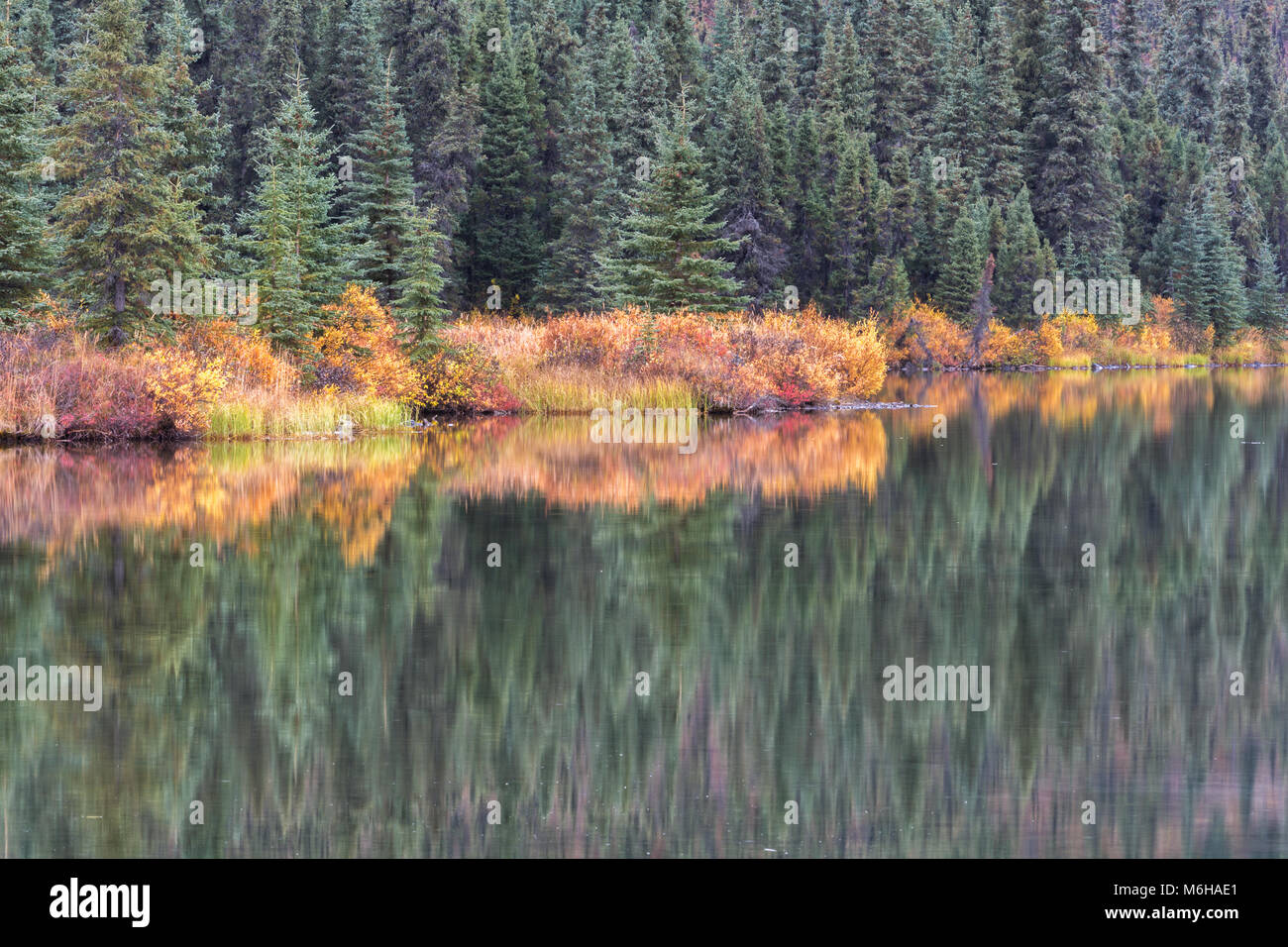 Une forêt pousse jusqu'au bord d'un étang avec l'Alaska qu'une étroite bande de la couleur de l'automne. Banque D'Images