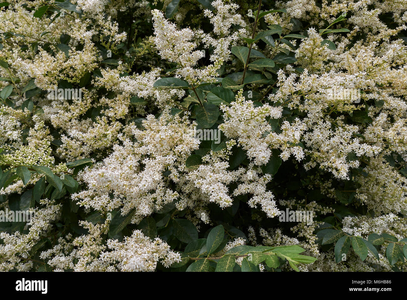 Ligustrum vulgare blossom Banque D'Images