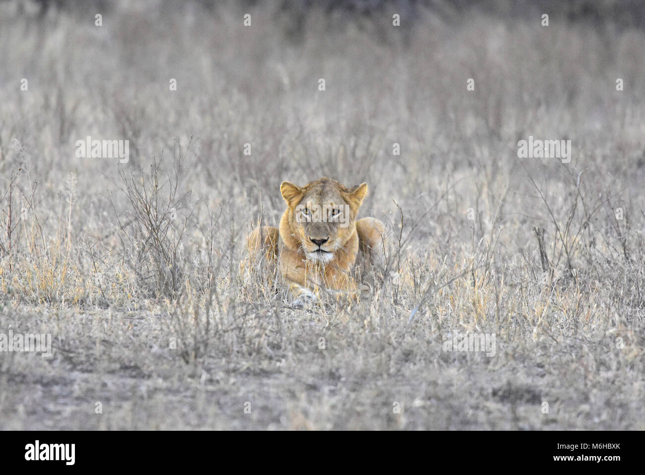 Kruger Park, Afrique du Sud. Panthera leo lionne dans l'herbe morte à regarder la caméra. Banque D'Images