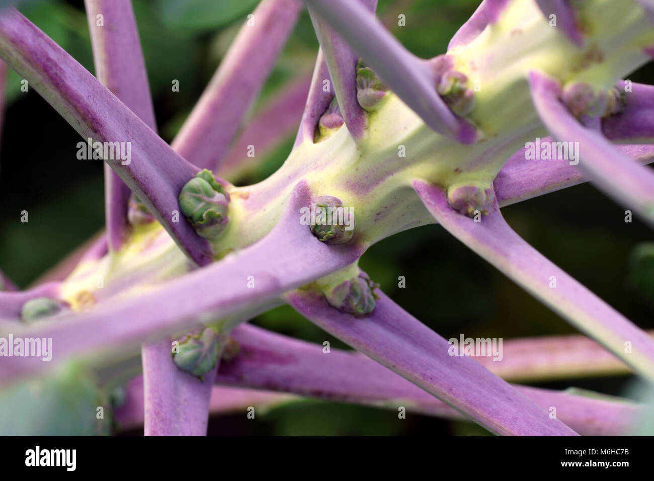 Plantes violet le chou de Bruxelles (Brassica oleracea). Choux de Bruxelles sur les tiges. Les choux de Bruxelles se développe sur le terrain. Les jeunes bourgeons close-up. Banque D'Images
