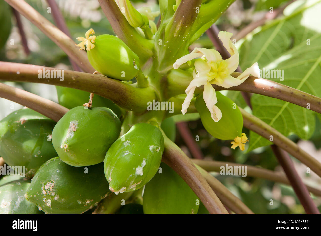 Fleur femelle de la Carica papaya - USA Banque D'Images